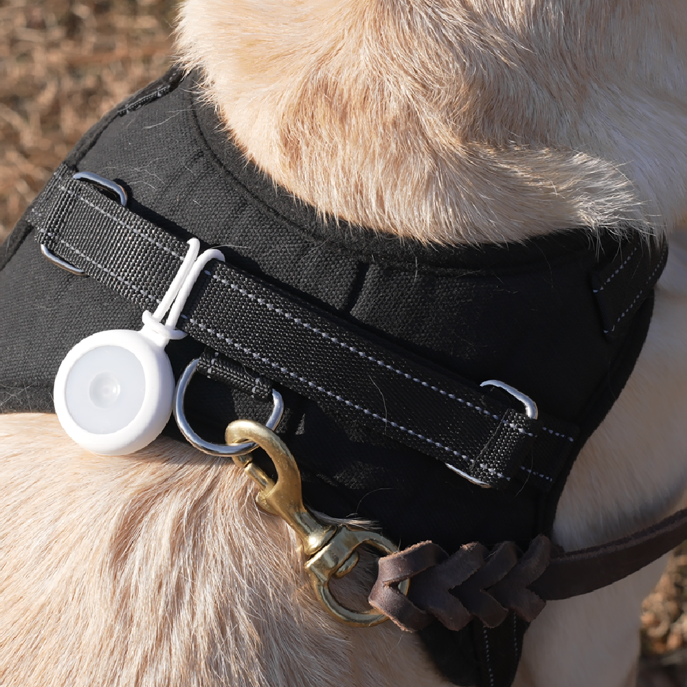 Bremen Pet-Tag